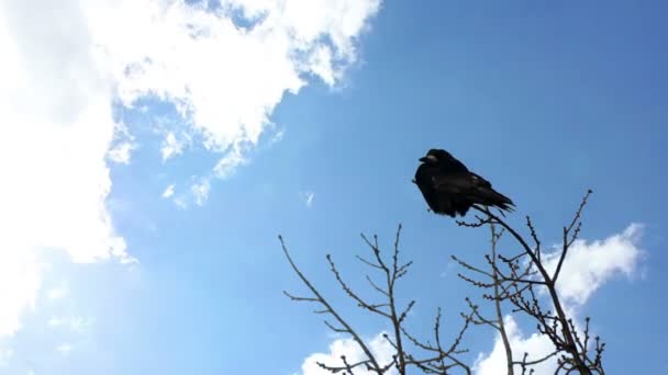 Cuervo en un árbol — Vídeos de Stock