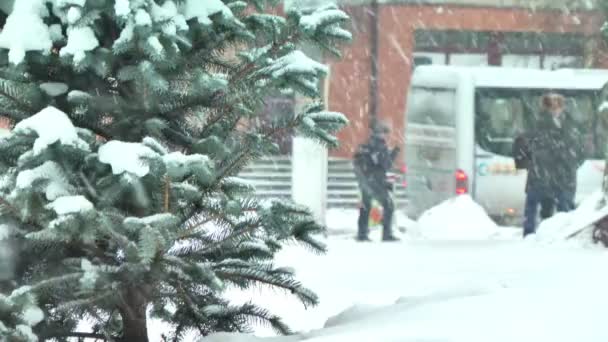 松枝与雪 — 图库视频影像