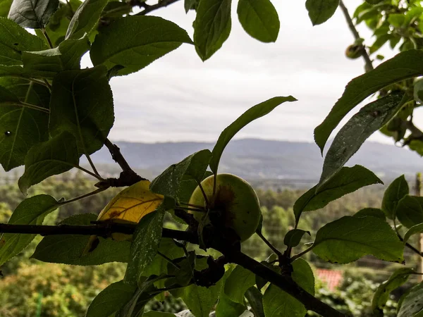 Une Pomme Dans Arbre — Photo