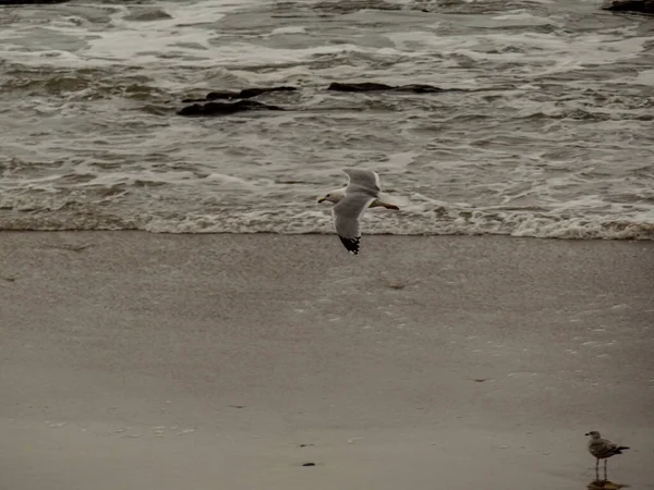 Imagen Una Gaviota Sobrevolando Una Playa Galicia España — Foto de Stock