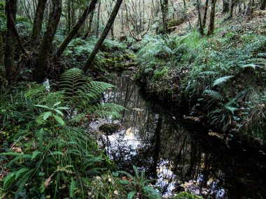 Sesin nehrinin akışının görüntüsü. A Capela, Galiçya, İspanya