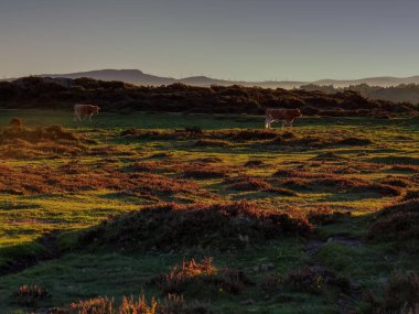 Forgoselo parkında gün doğumunun görüntüsü