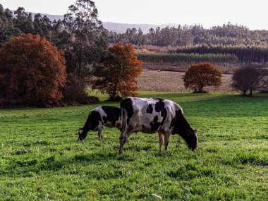 Santa Marina, Galiçya, İspanya 'da Bir İneğin Görüntüsü