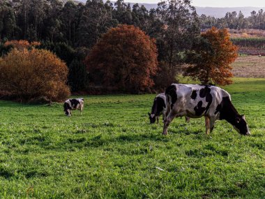 Santa Marina, Galiçya, İspanya 'da Bir İneğin Görüntüsü