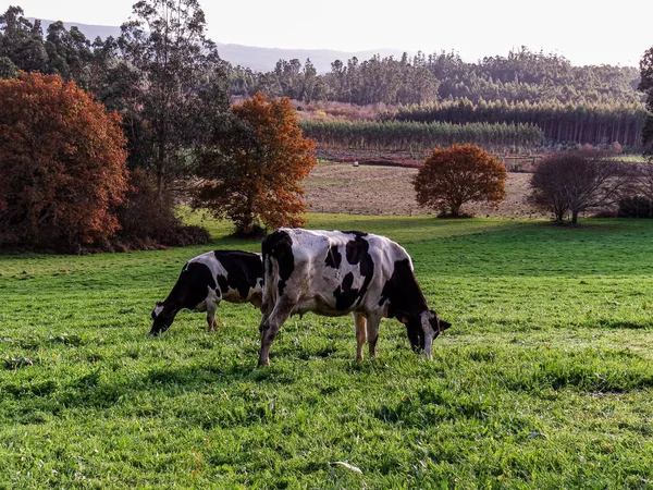 Santa Marina, Galiçya, İspanya 'da Bir İneğin Görüntüsü