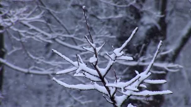 Parque de Inverno — Vídeo de Stock