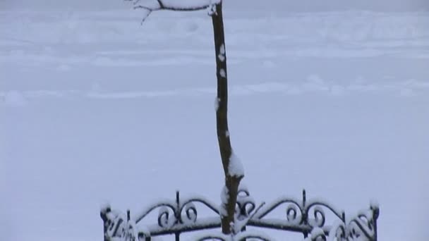 Parque de Inverno — Vídeo de Stock