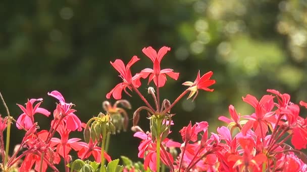 Vackra sommarblommor — Stockvideo