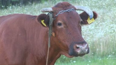 kulak etiketi arazide inek