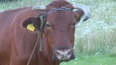 kulak etiketi arazide inek