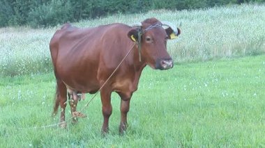 kulak etiketi arazide inek