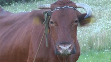 kulak etiketi arazide inek