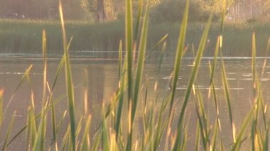 el muro de los lamentos, el sector femenino