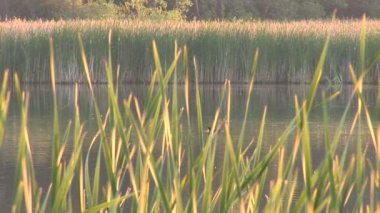 el muro de los lamentos, el sector femenino
