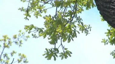 Bahar yeşil meşe ağacı