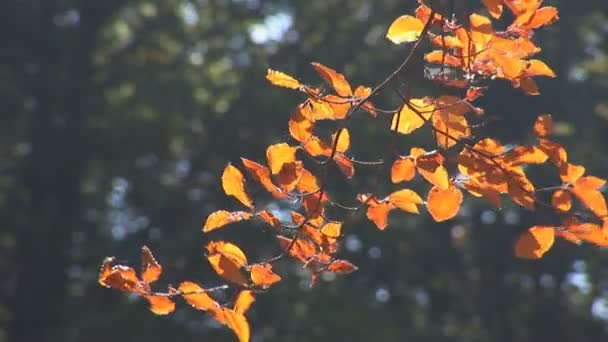 Herbst — Stockvideo