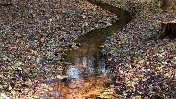 Automne