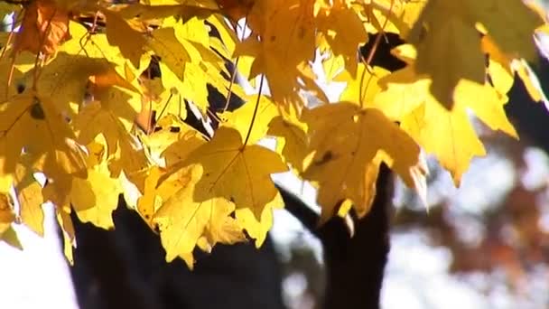 Herbst — Stockvideo