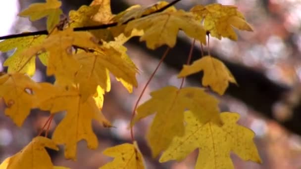 Herbst — Stockvideo