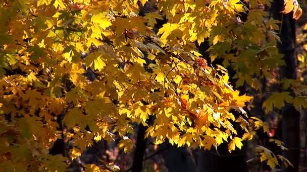 Autunno — Video Stock