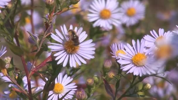 Abejas — Vídeos de Stock