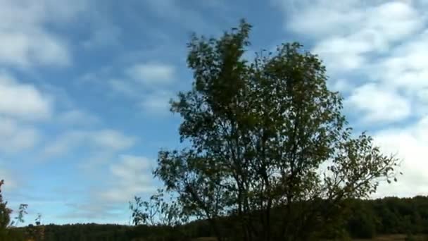 Nube volar sobre el árbol — Vídeos de Stock