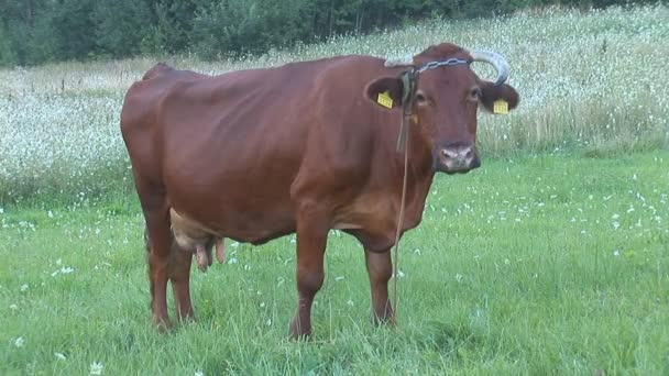 Cow with ear tag in the pasture — Stock Video