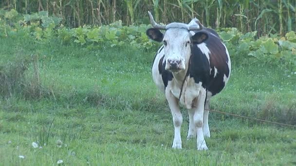 Корова на пастбище — стоковое видео