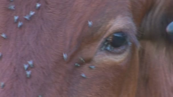 Корова с ушной меткой на пастбище — стоковое видео