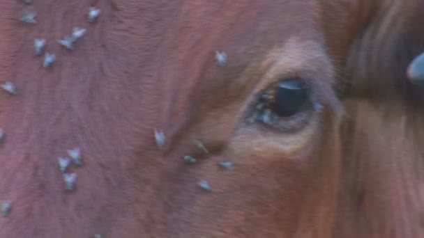 Cow with ear tag in the pasture — Stock Video