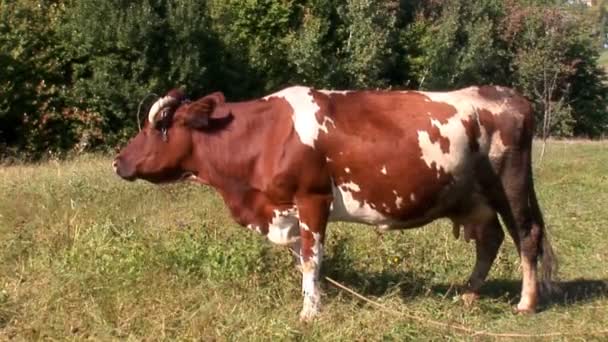 Vaca en el pasto — Vídeo de stock