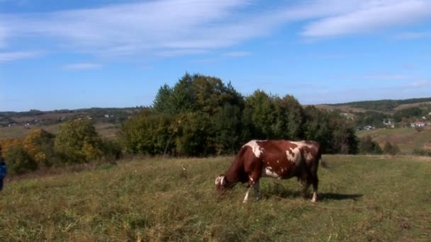 Vaca en el pasto — Vídeo de stock