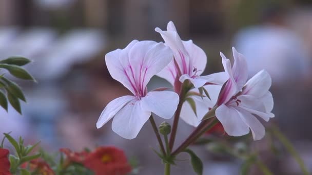 Flores — Vídeo de stock