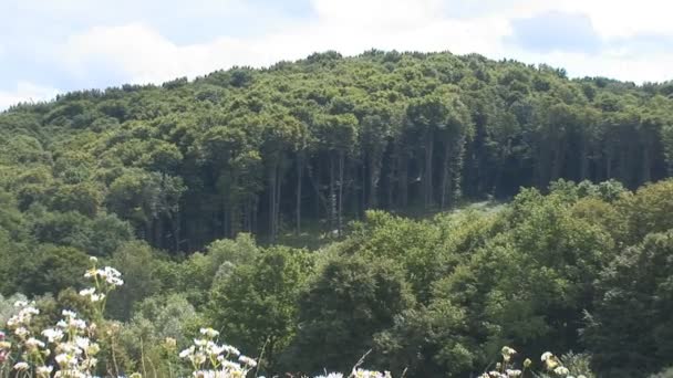 Forêt
