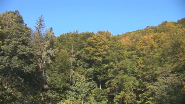 Forêt