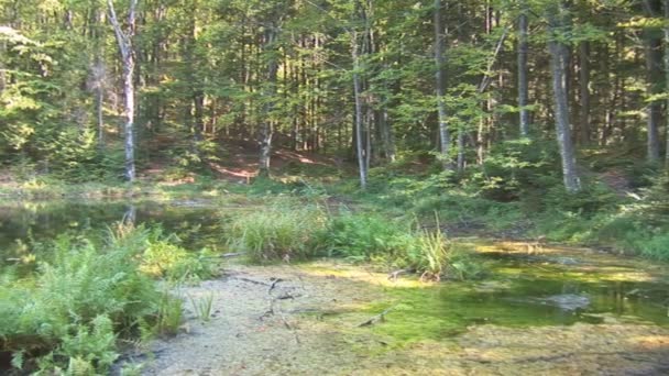 Lesní jezero — Stock video