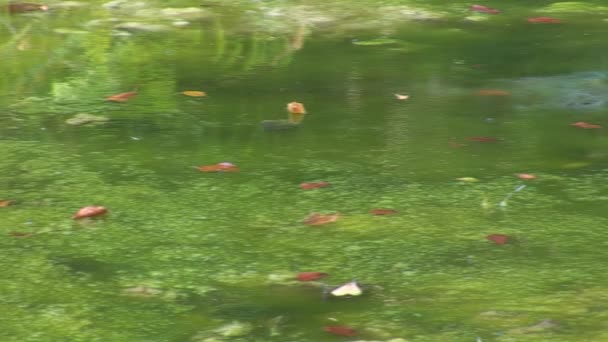 Lago del bosque — Vídeos de Stock