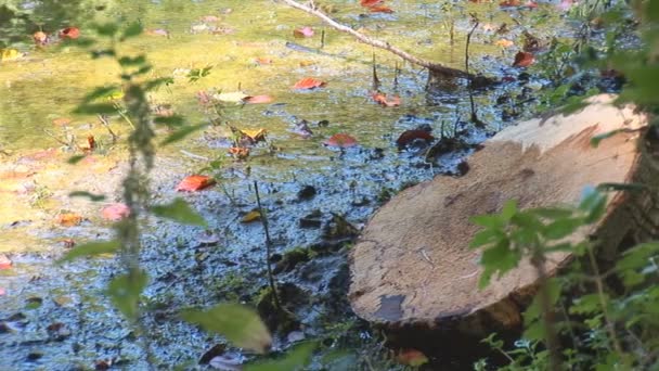 Lago da floresta — Vídeo de Stock