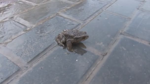 Frog in watery tile — Stock Video