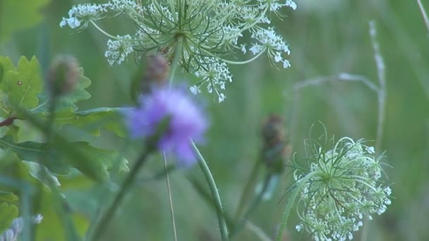 Herbes 