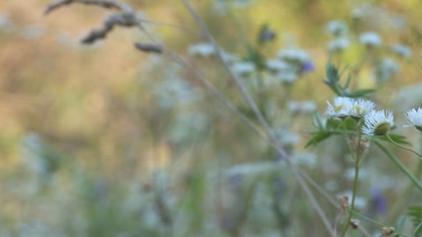Herbes 