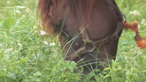 cheval