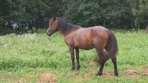cheval