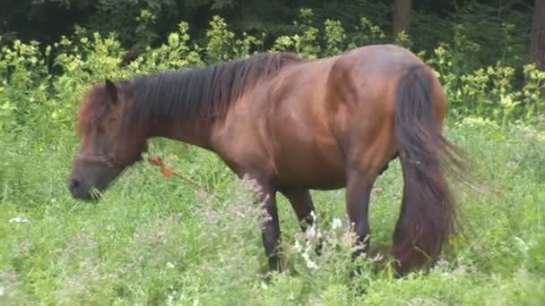 cheval