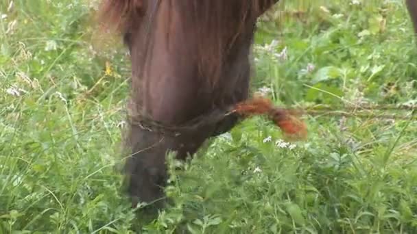 cheval