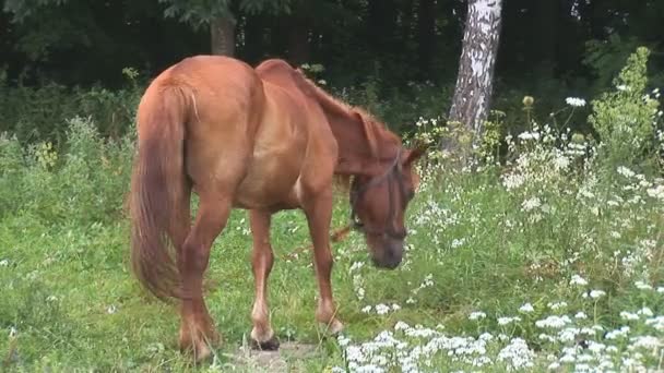 Кінь — стокове відео