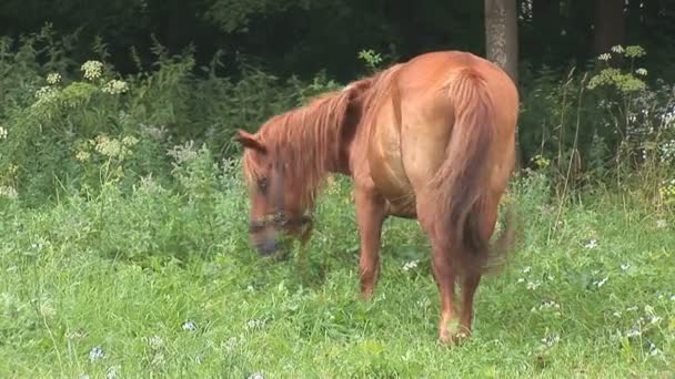 Caballo — Vídeos de Stock