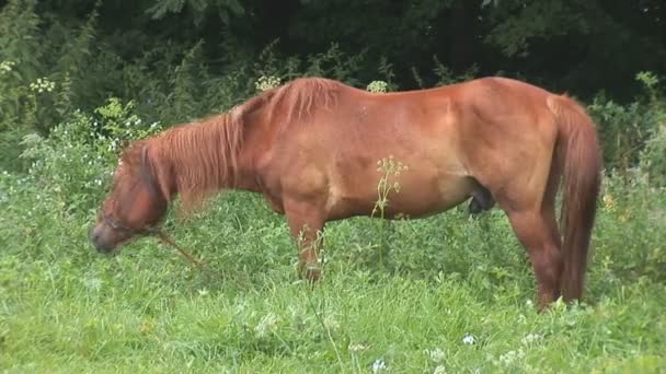 Caballo — Vídeos de Stock