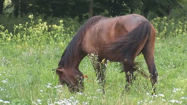 Koń — Wideo stockowe