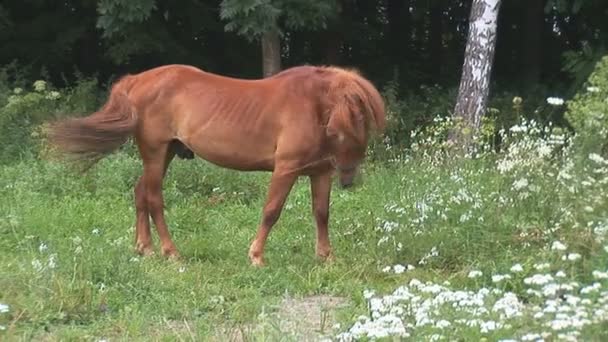 Caballo — Vídeos de Stock